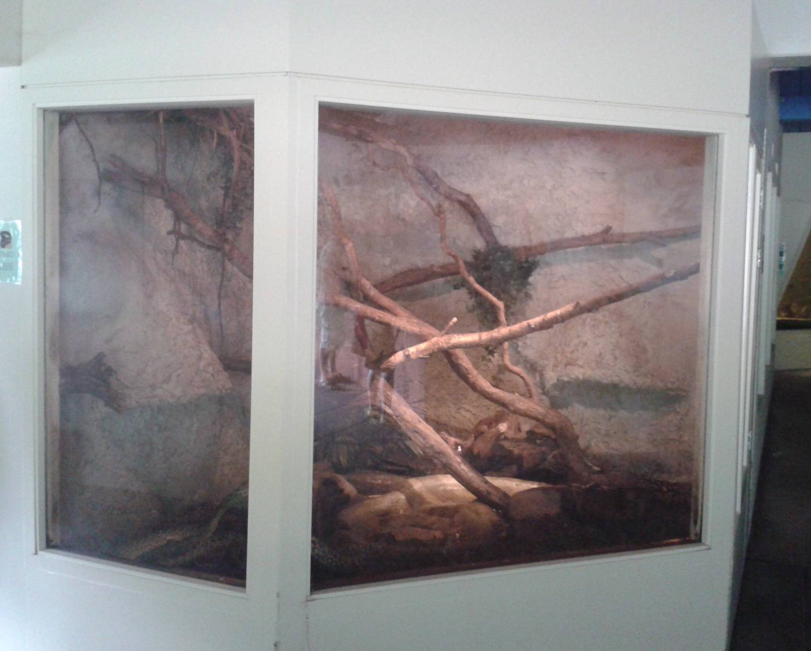 Enclosure Yellow anaconda