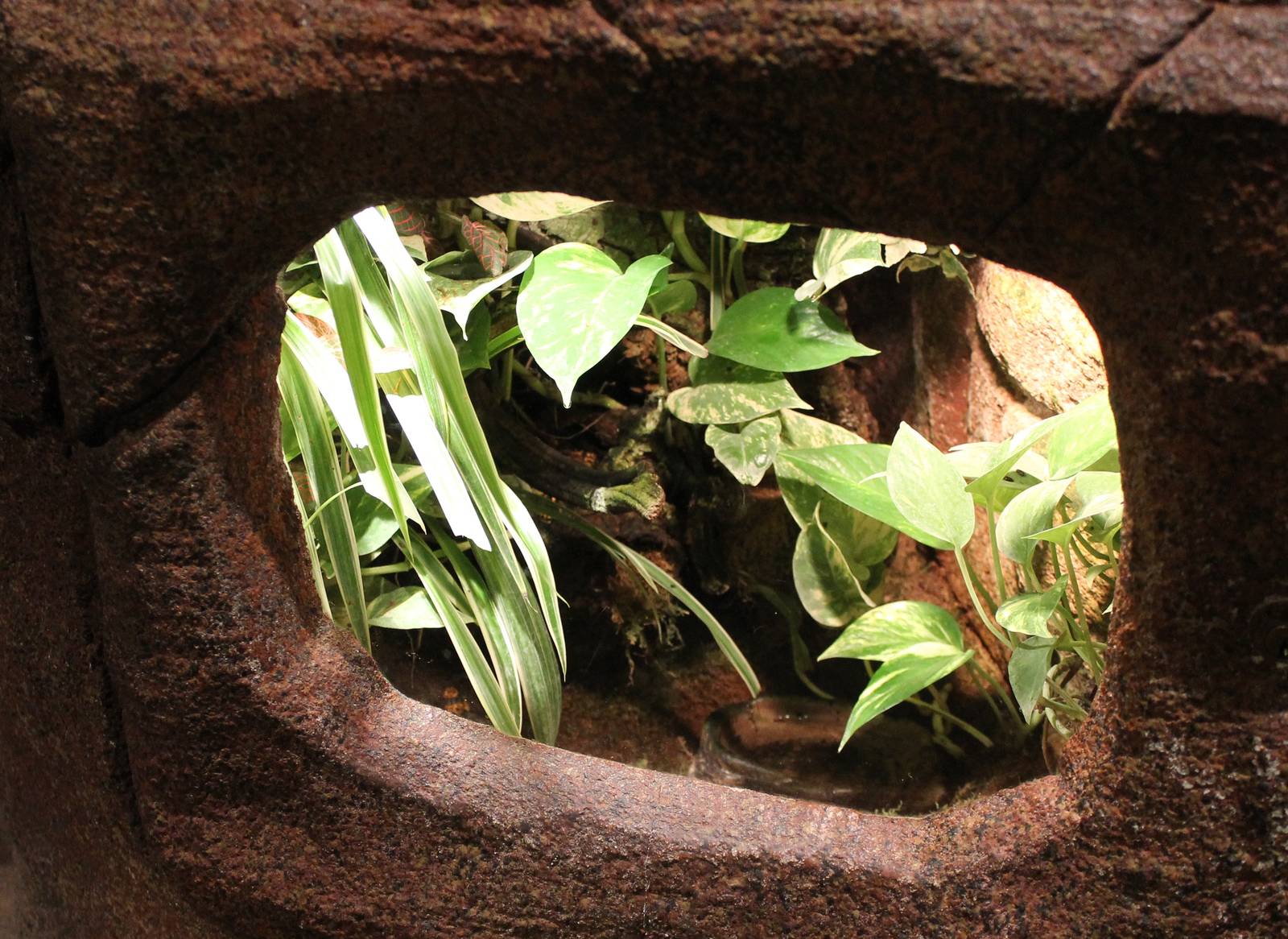 Enclosure Yellow-banded dar frog