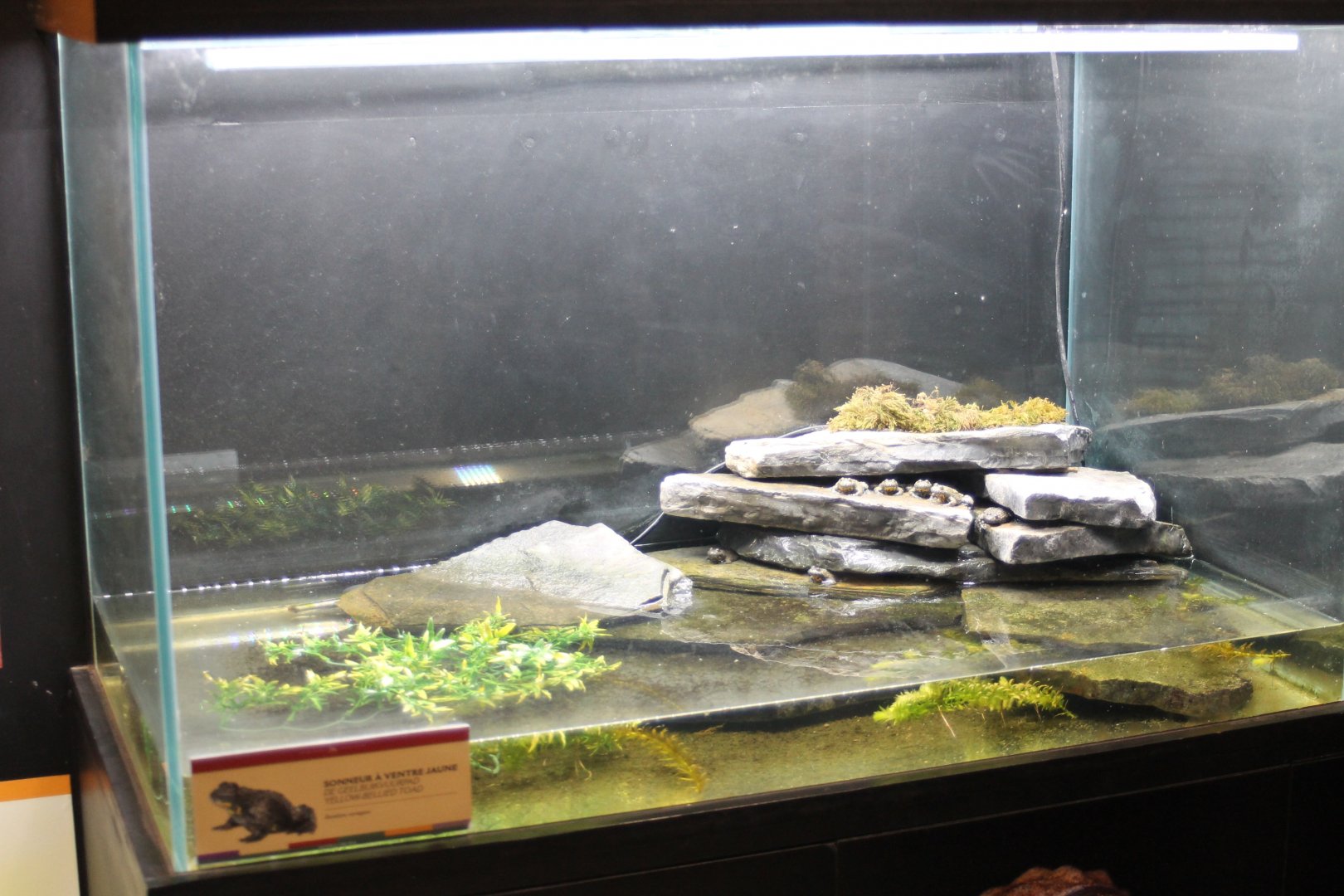 Enclosure Yellow-bellied toad