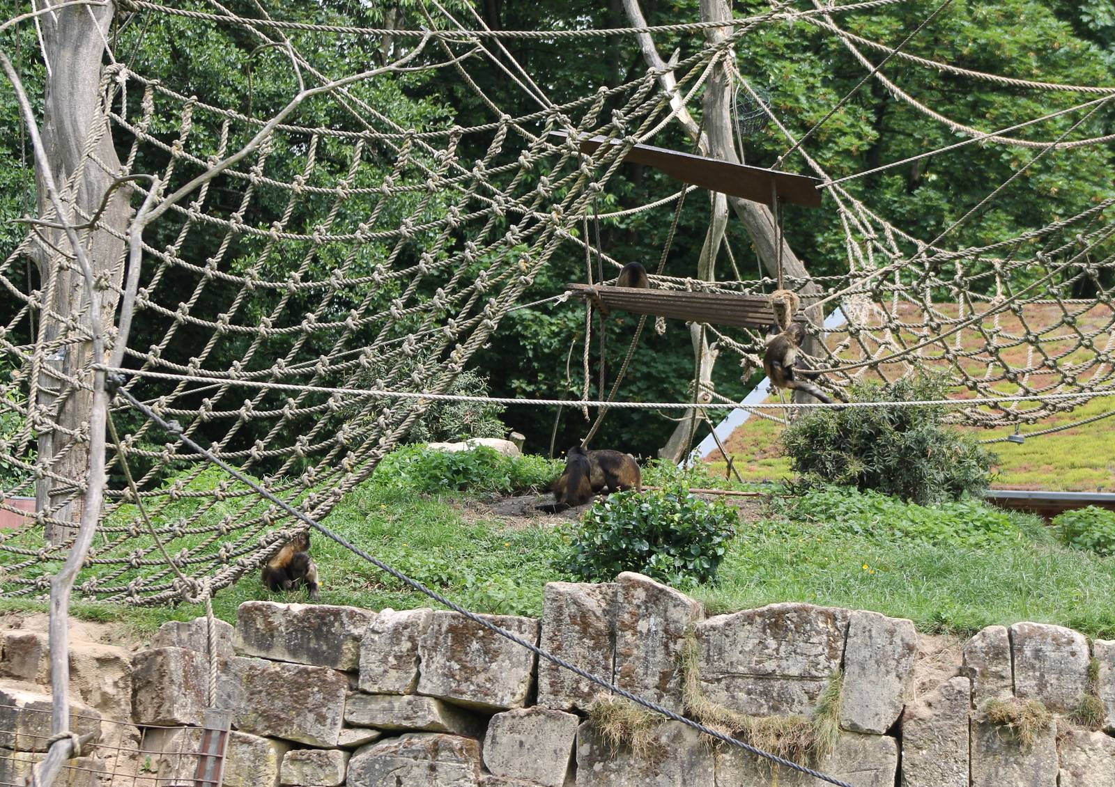 Enclosure Yellow-breasted capucines
