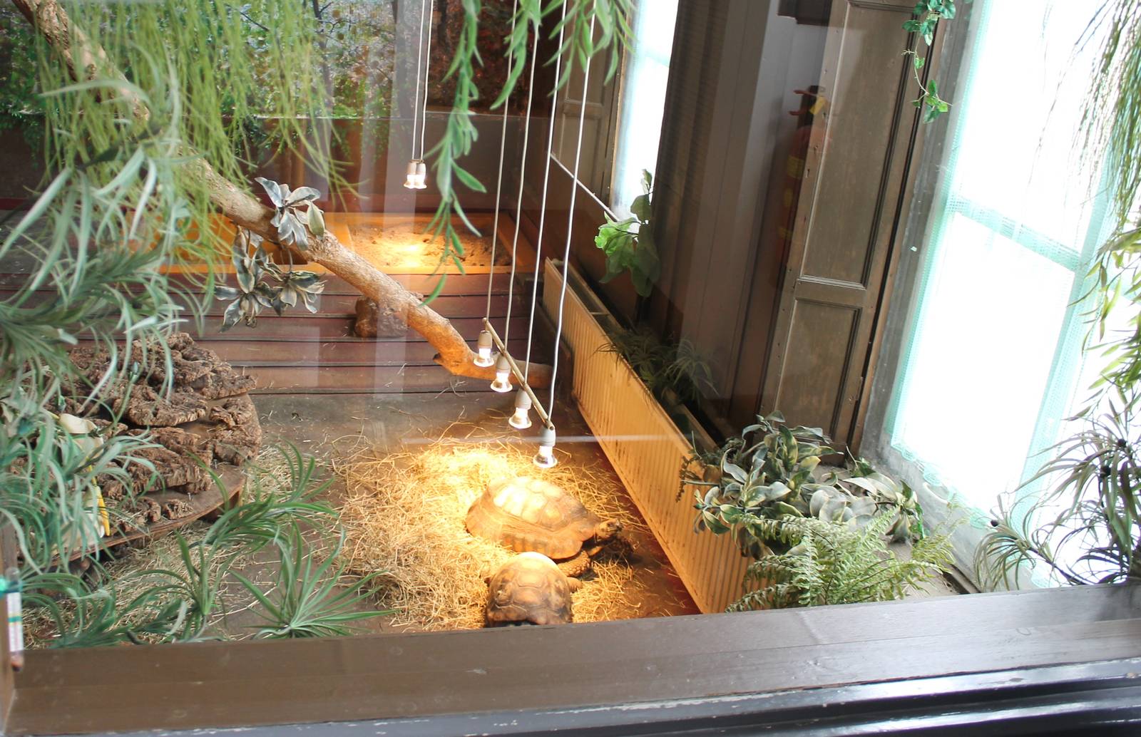 Enclosure Yellow-footed tortoise