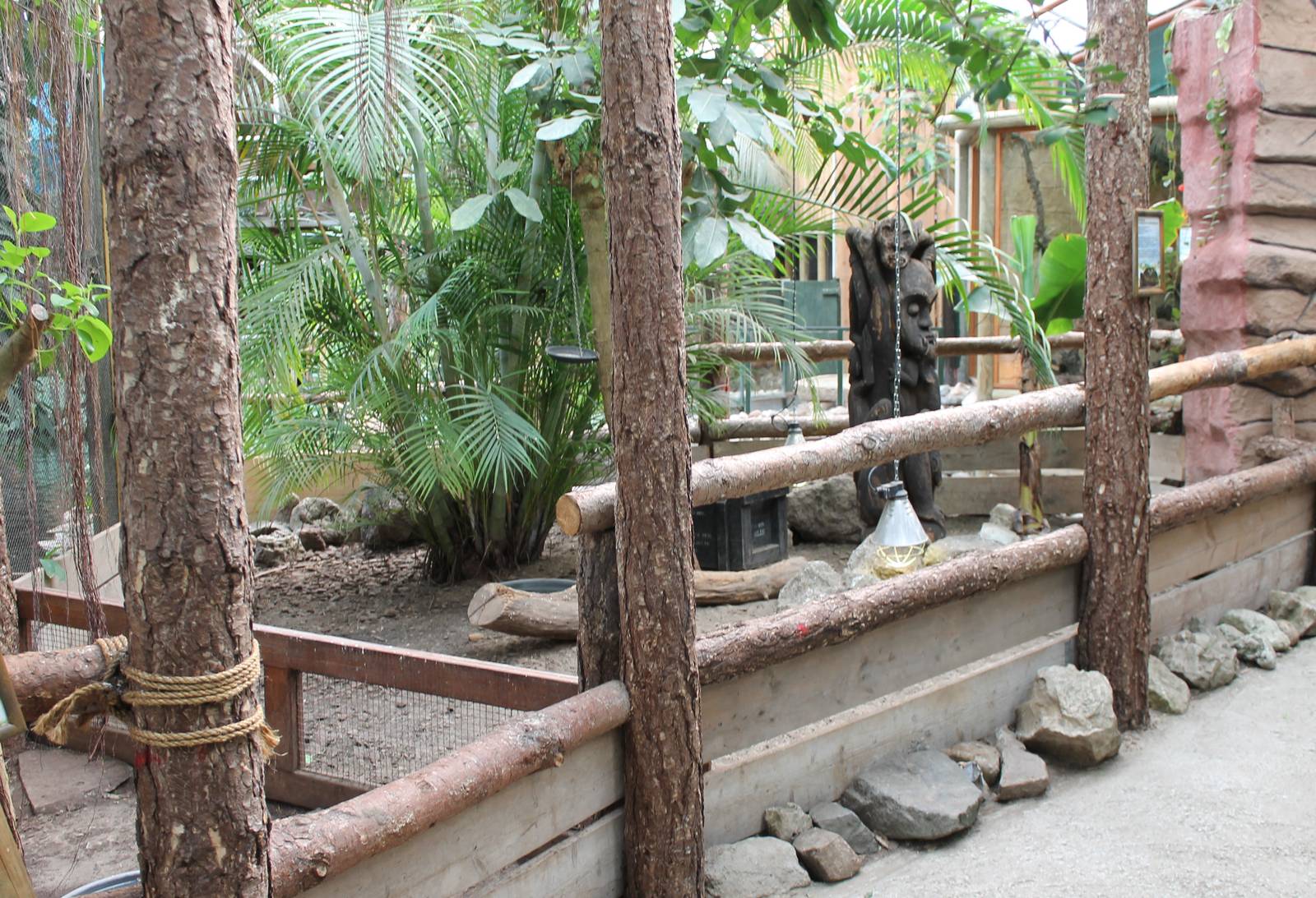 Enclosure Yellow-footed tortoise