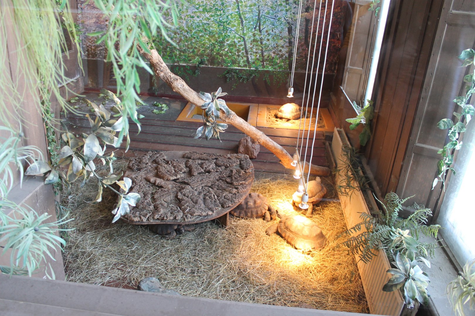 Enclosure Yellow-footed tortoise