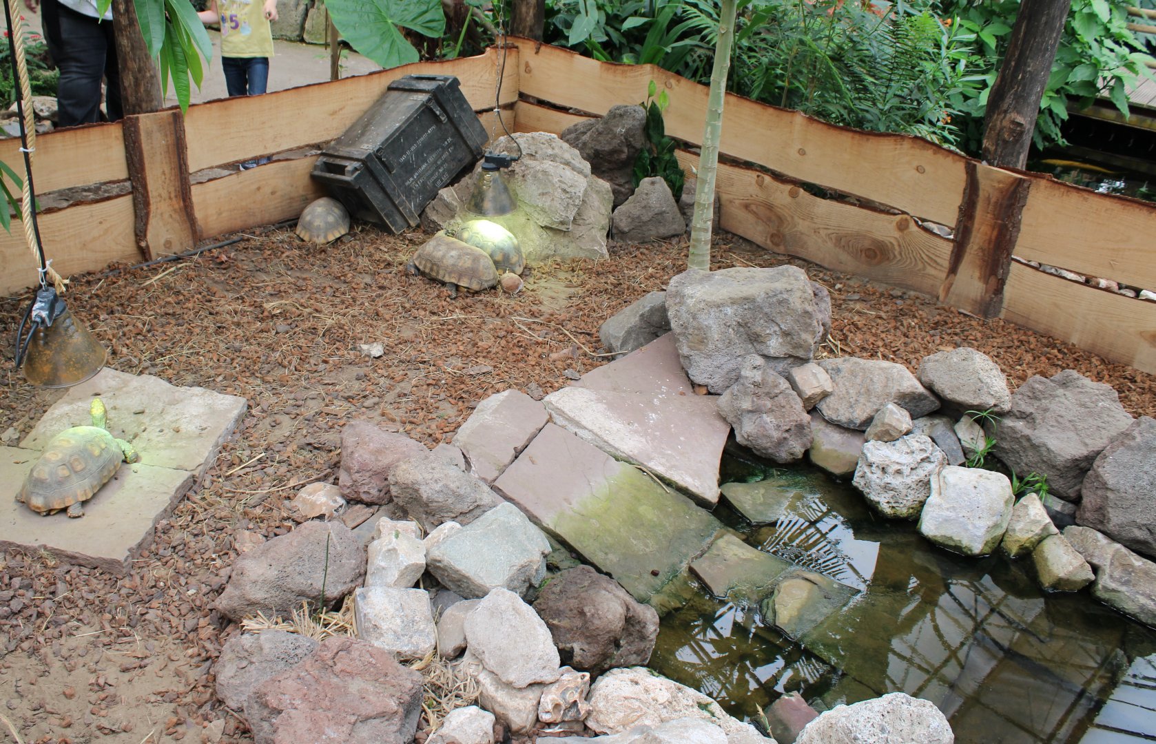 Enclosure Yellow-footed tortoise