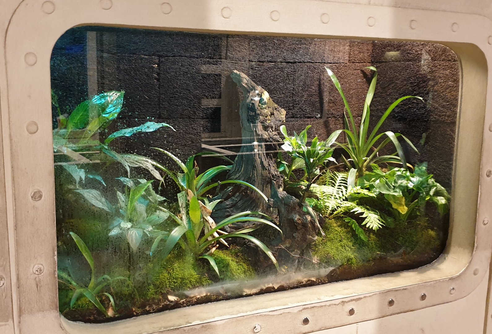 Enclosure Yellow-headed dart frog