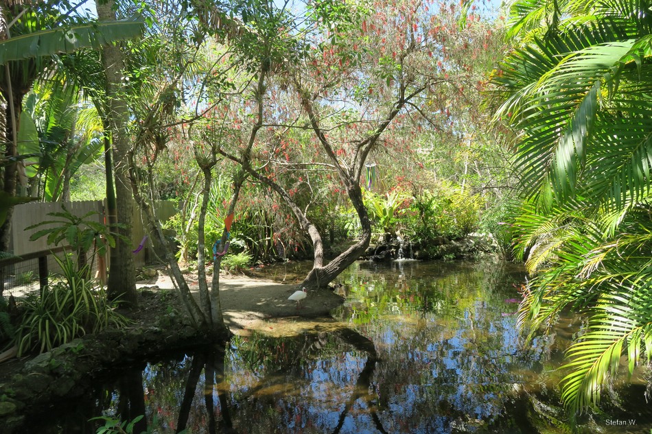 Enclosure yellow-headed temple turtle