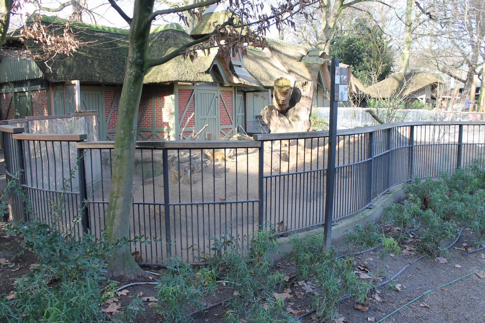 Enclosure Yellow mongoose