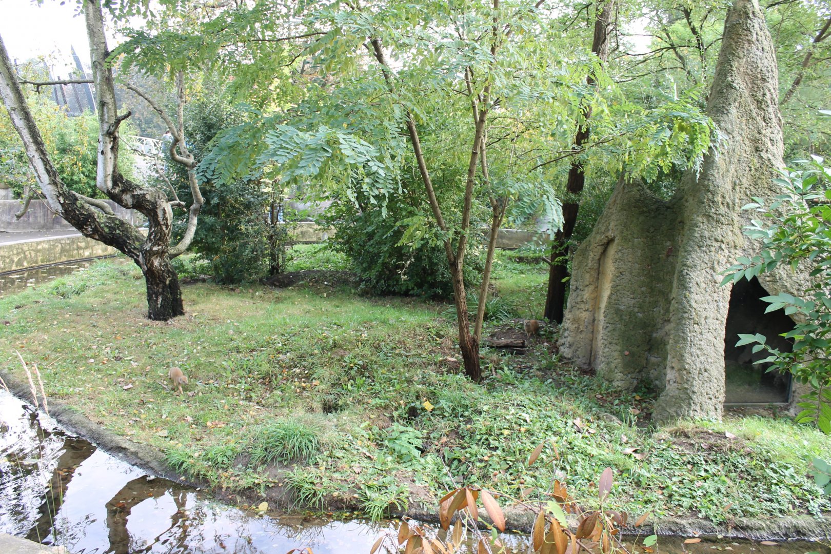 Enclosure Yellow mongoose