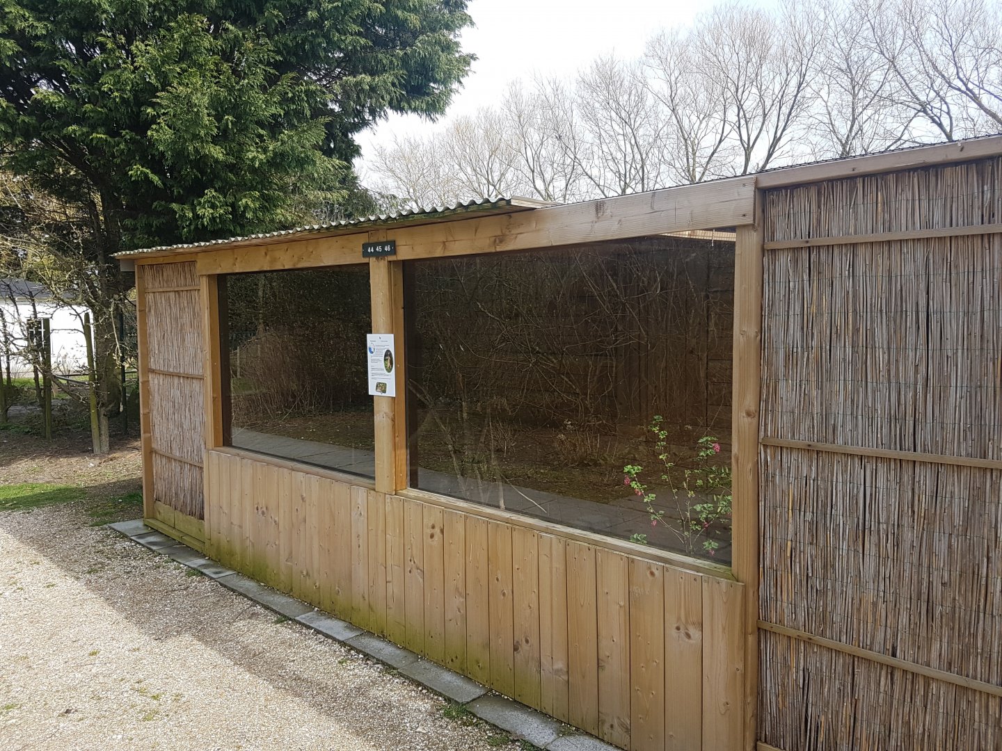Enclosure Yellow mongoose