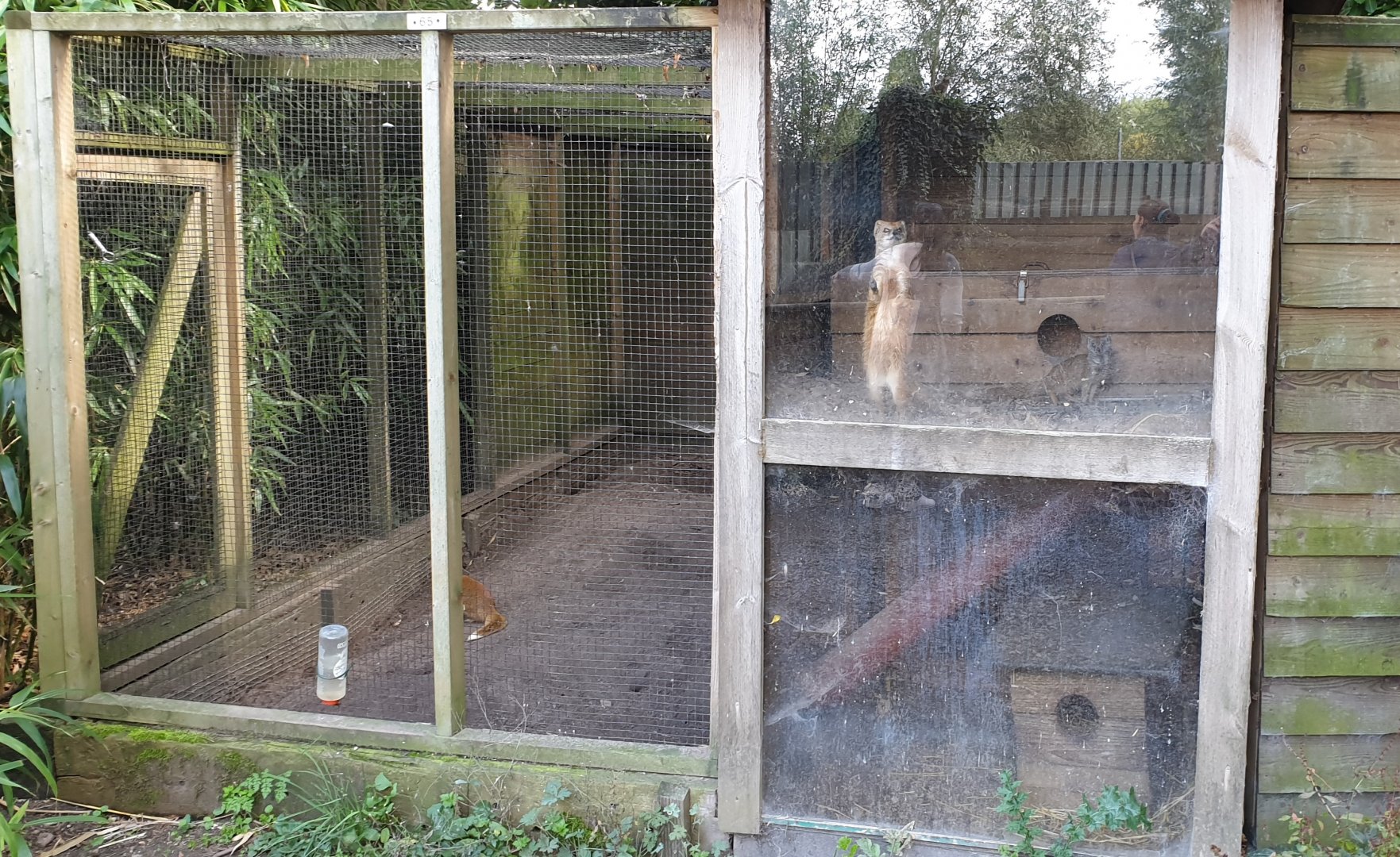 Enclosure Yellow mongoose