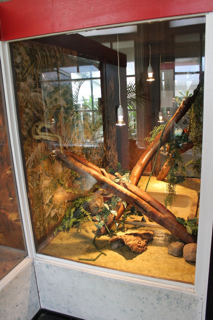 Enclosure Yellow ratsnake