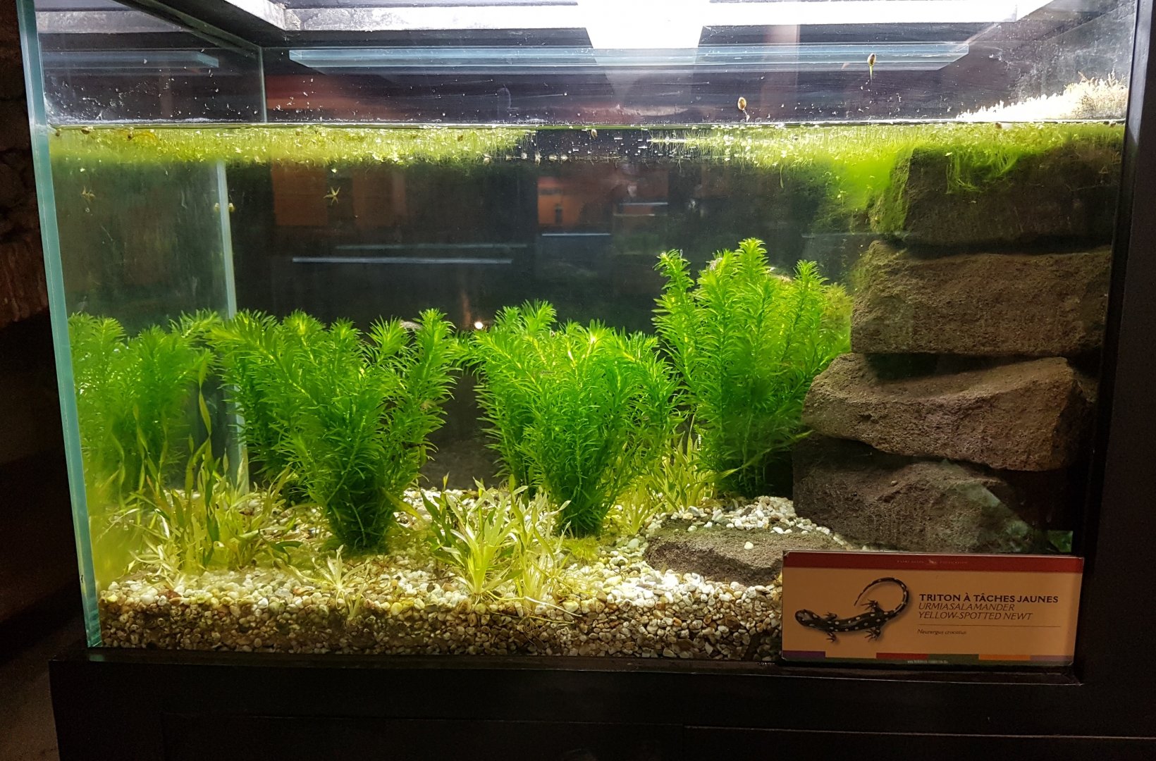 Enclosure Yellow-spotted newt