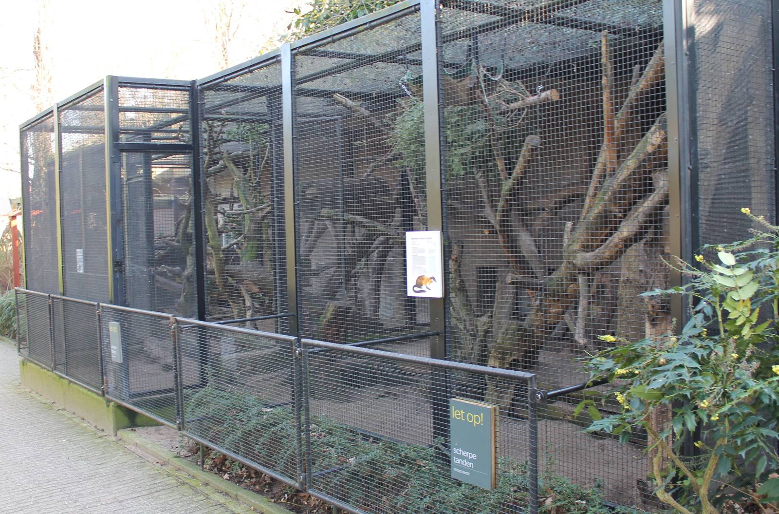 Enclosure Yellow-throated marten