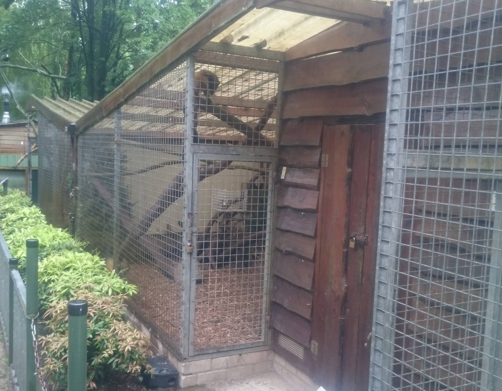Enclosure Yellow-throated marten