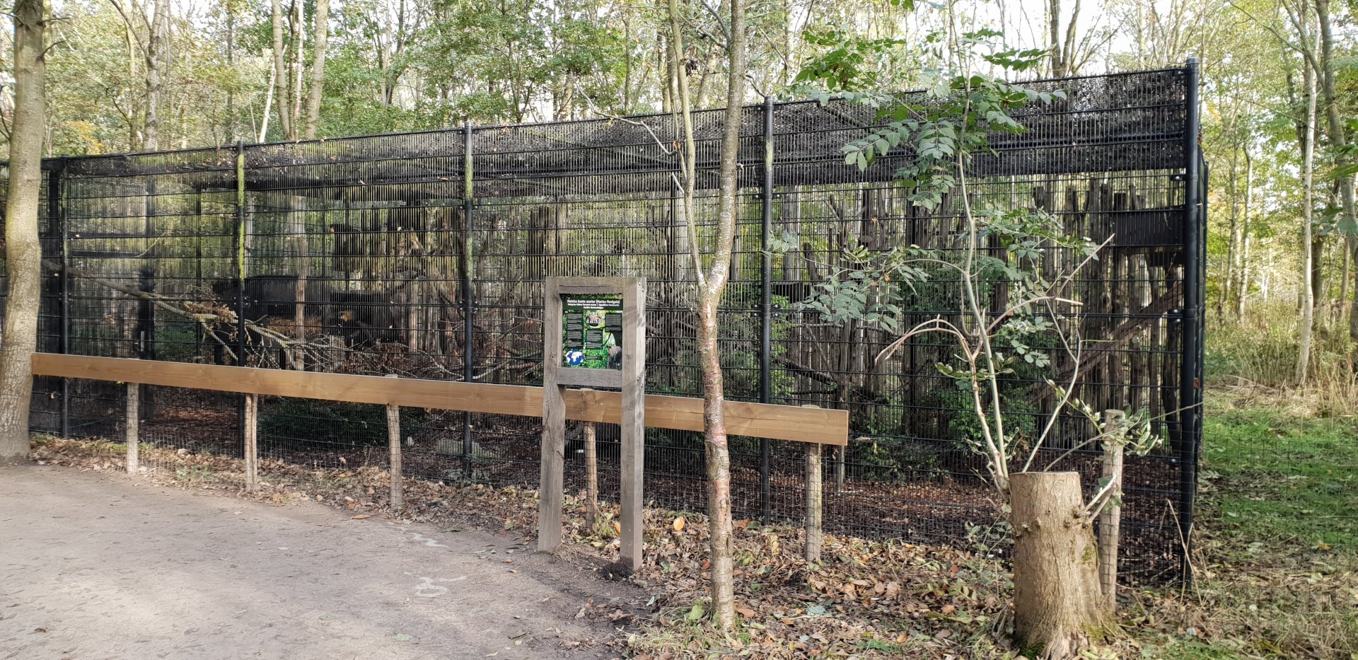Enclosure Yellow-throated marten