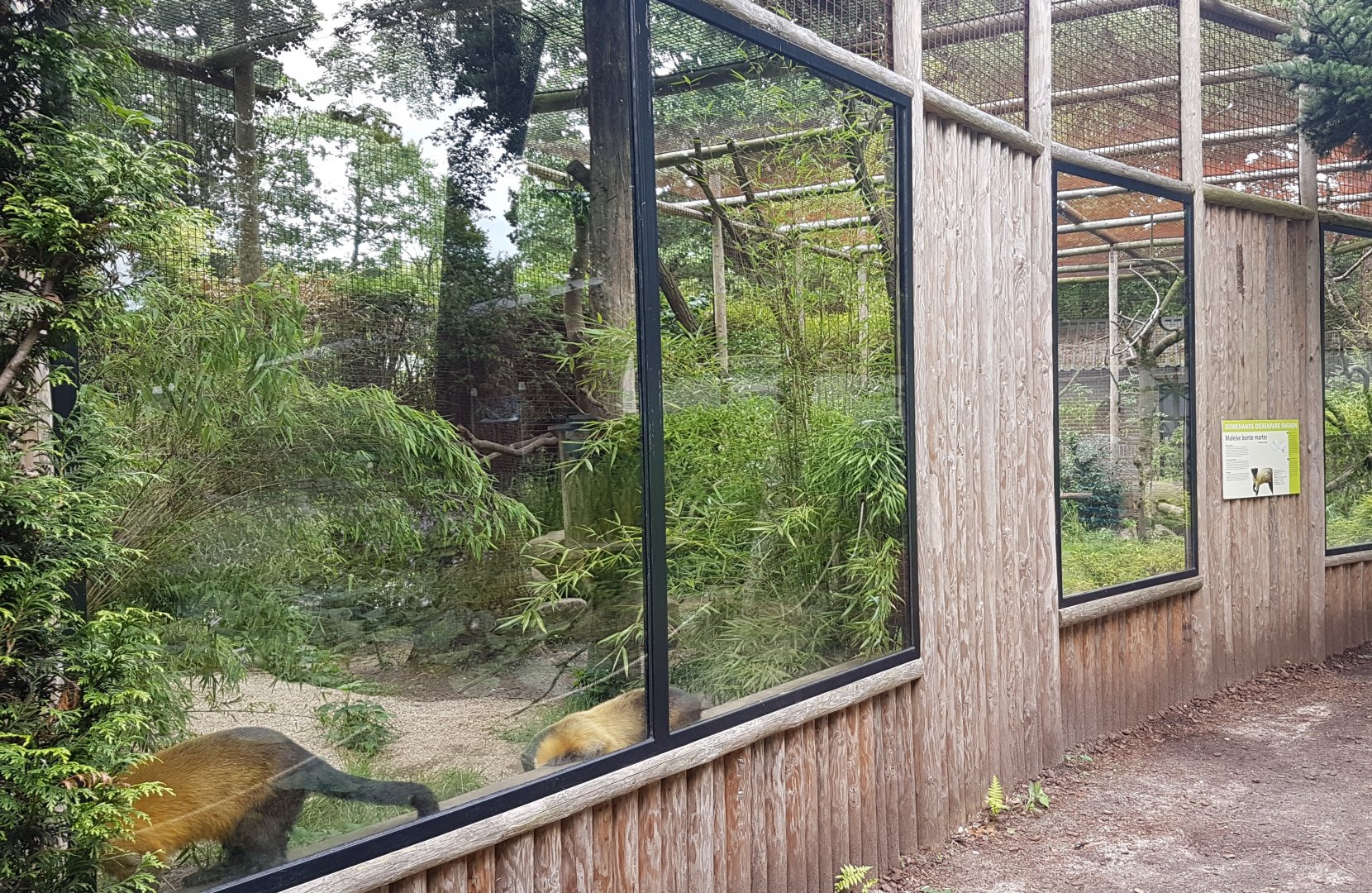 Enclosure Yellow-throated marten