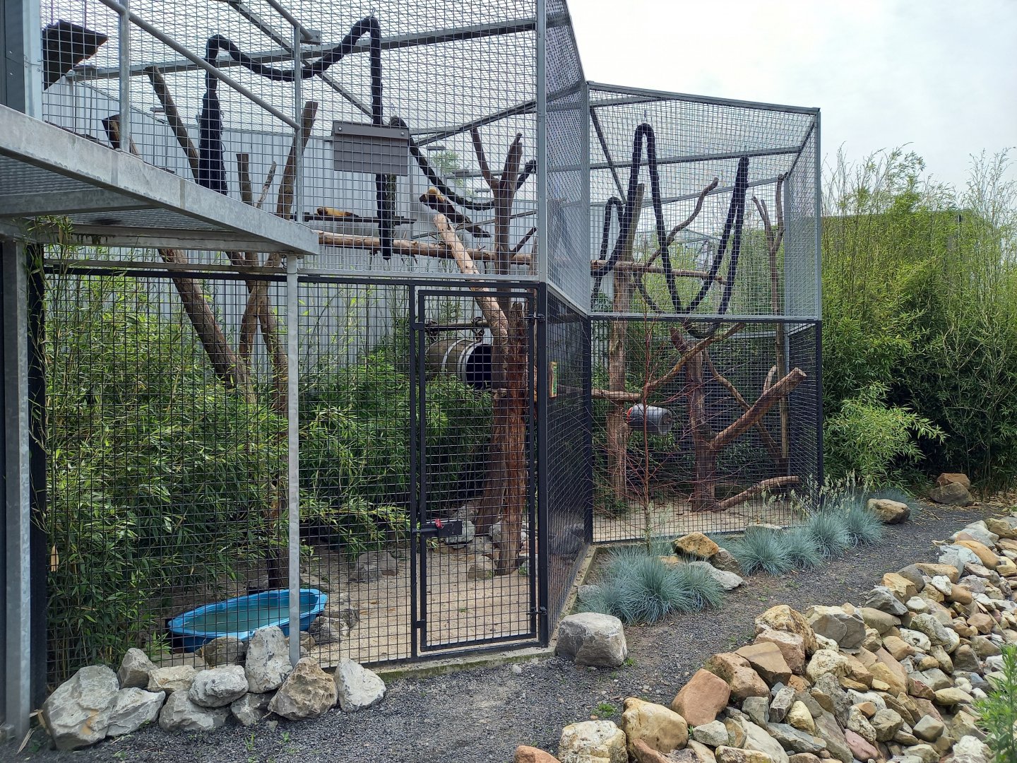 Enclosure Yellow-throated marten