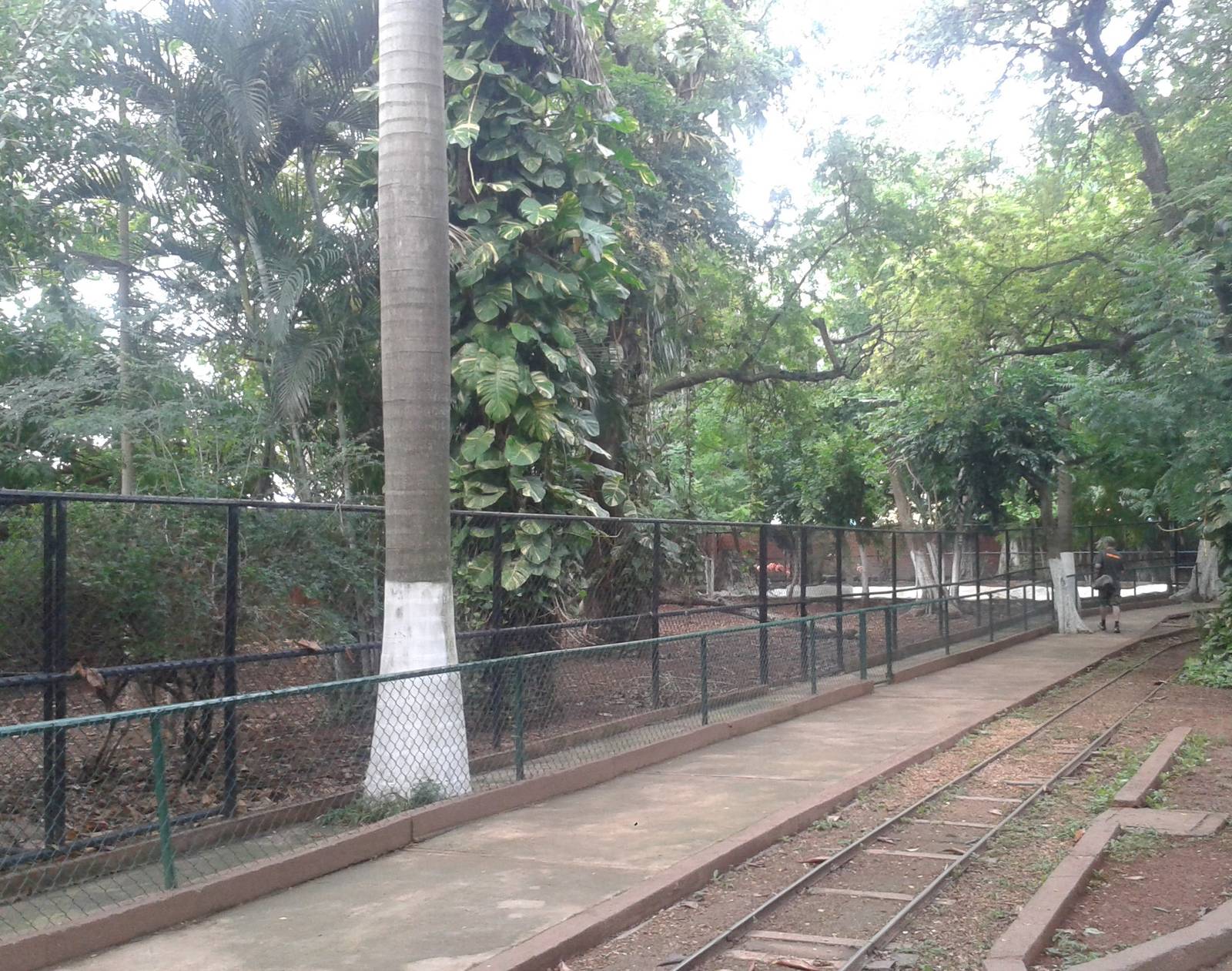 Enclosure Yucatan brocket deer