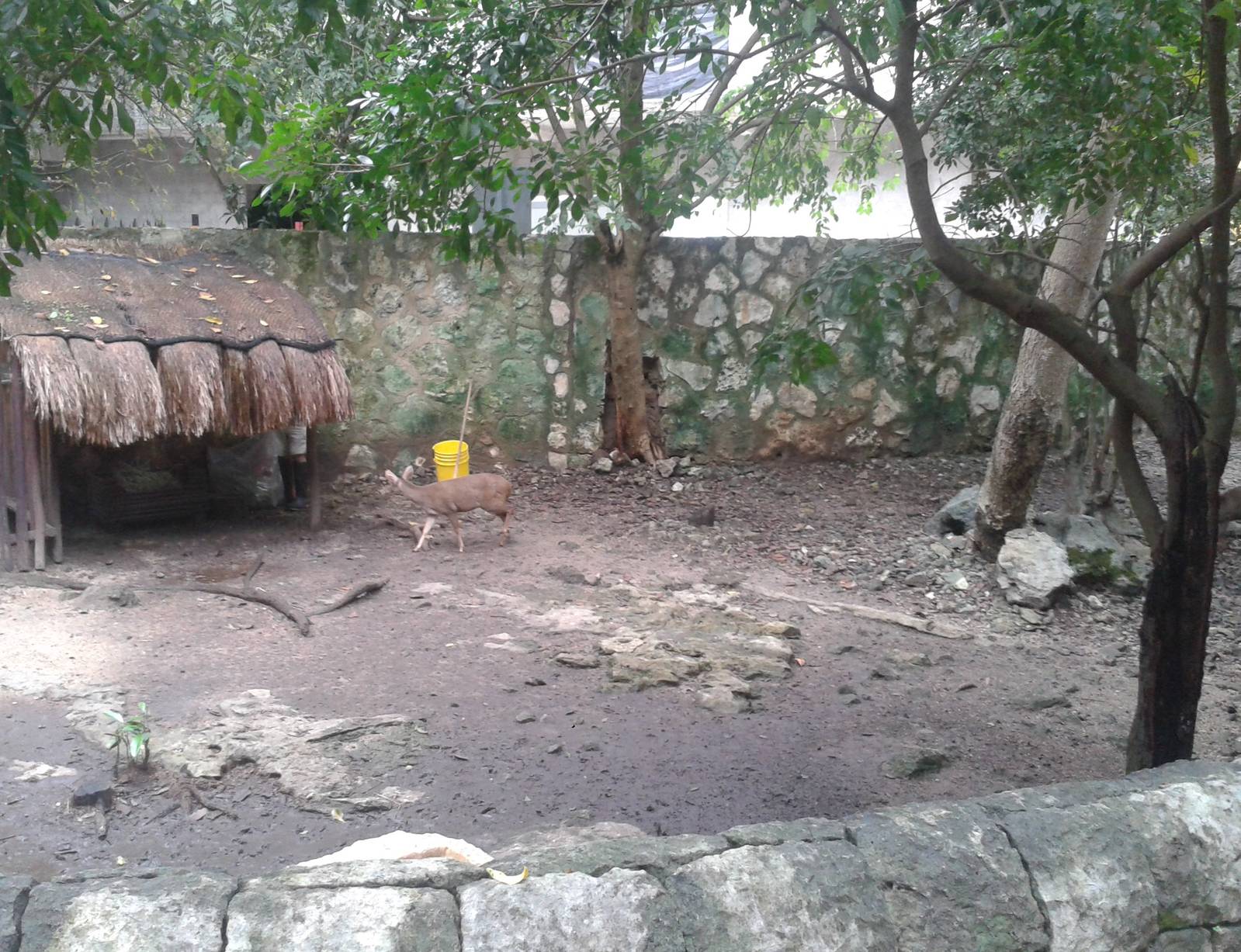Enclosure Yucatan brocket deers