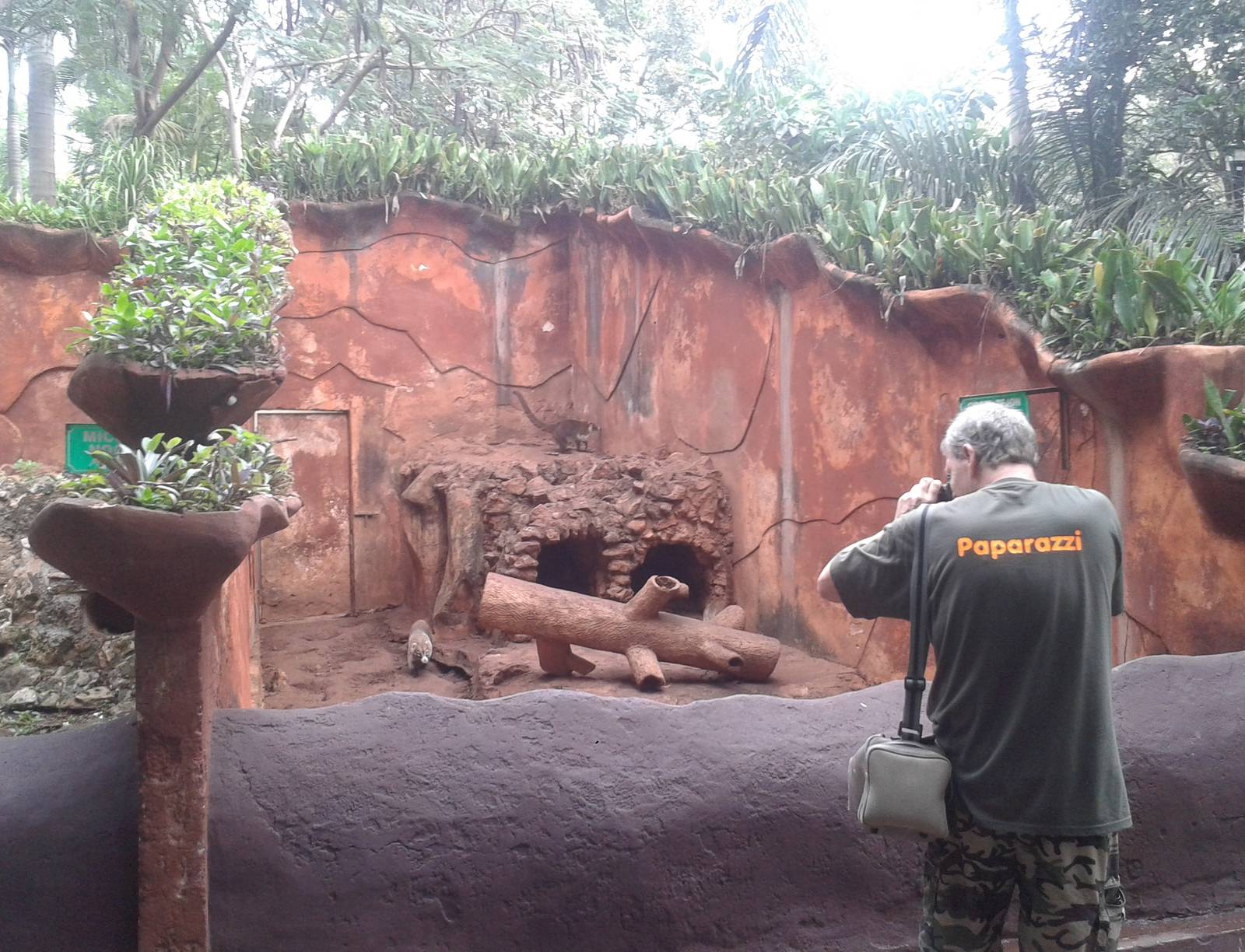Enclosure Yucatan coatis ( and Vogelcommando )