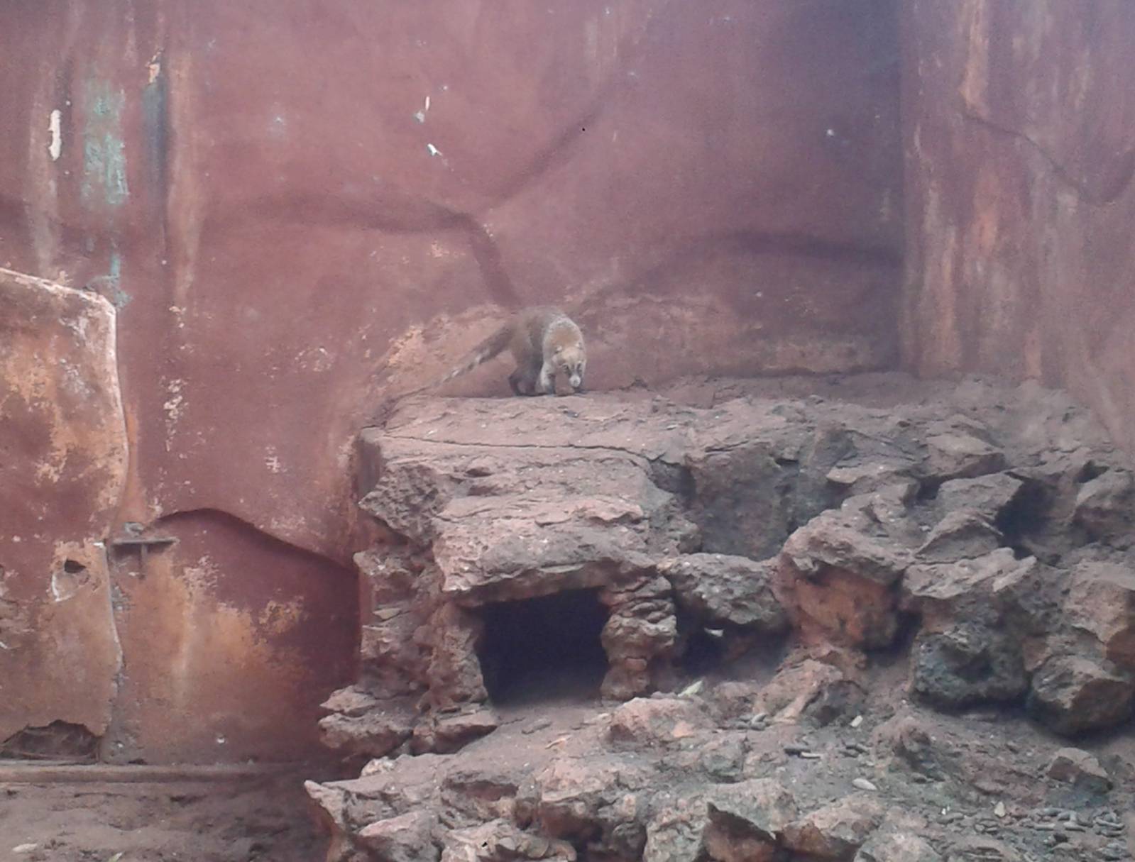 Enclosure Yucatan coatis