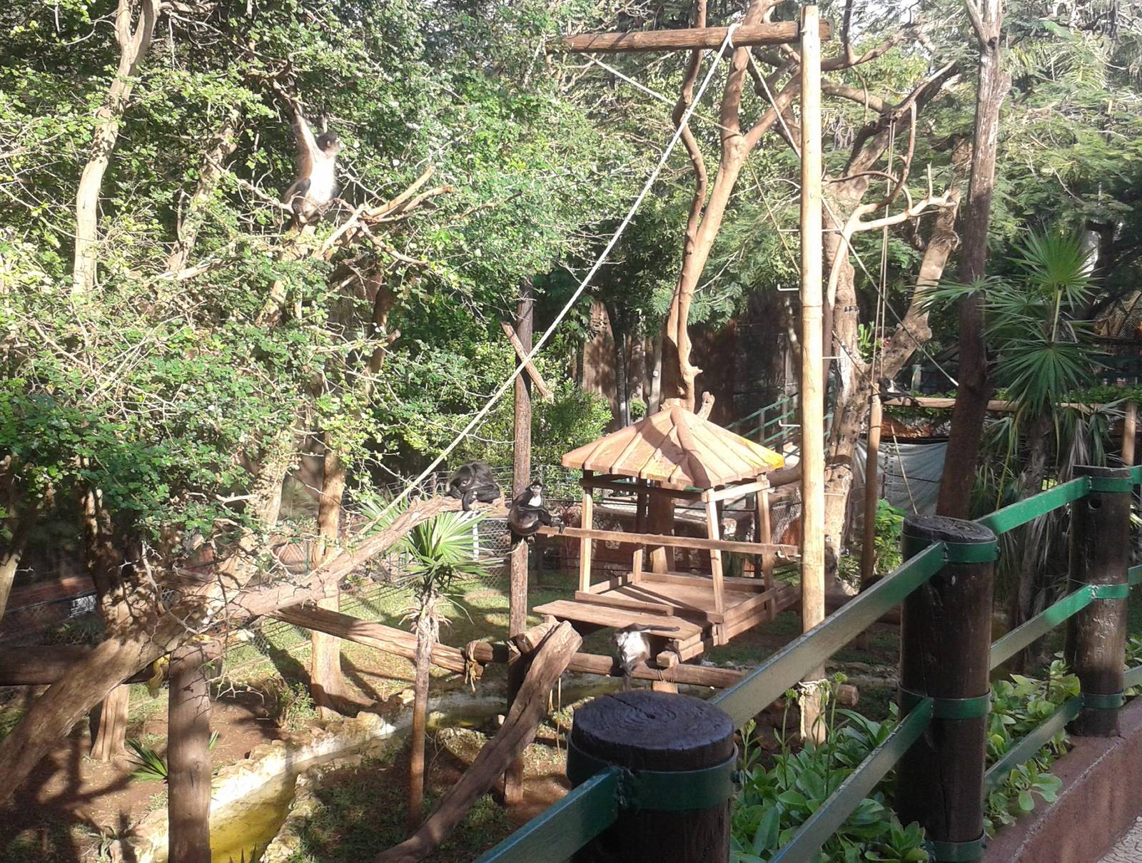 Enclosure Yucatan spider monkeys