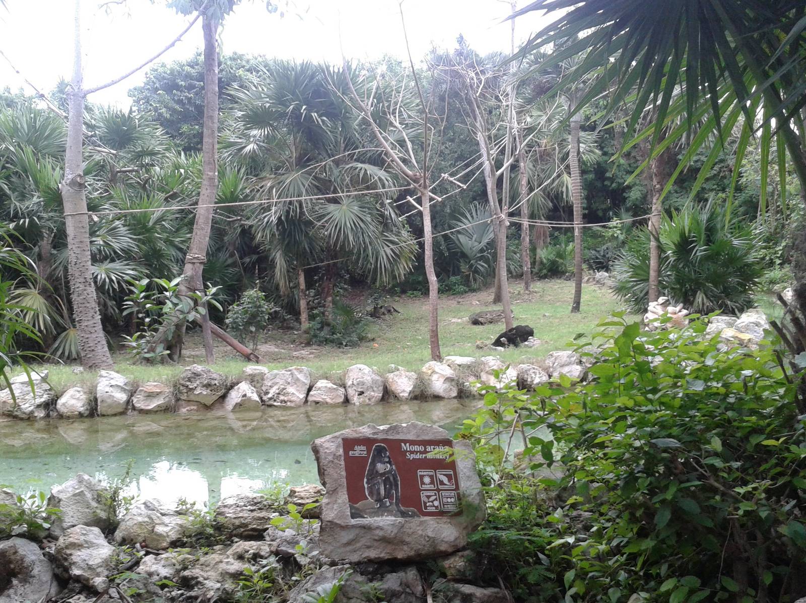Enclosure Yucatan spider monkey's