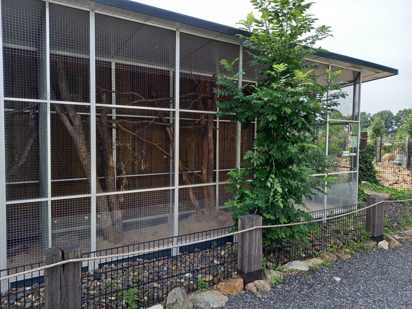 Enclosure Yucatan squirrel - Vichacha