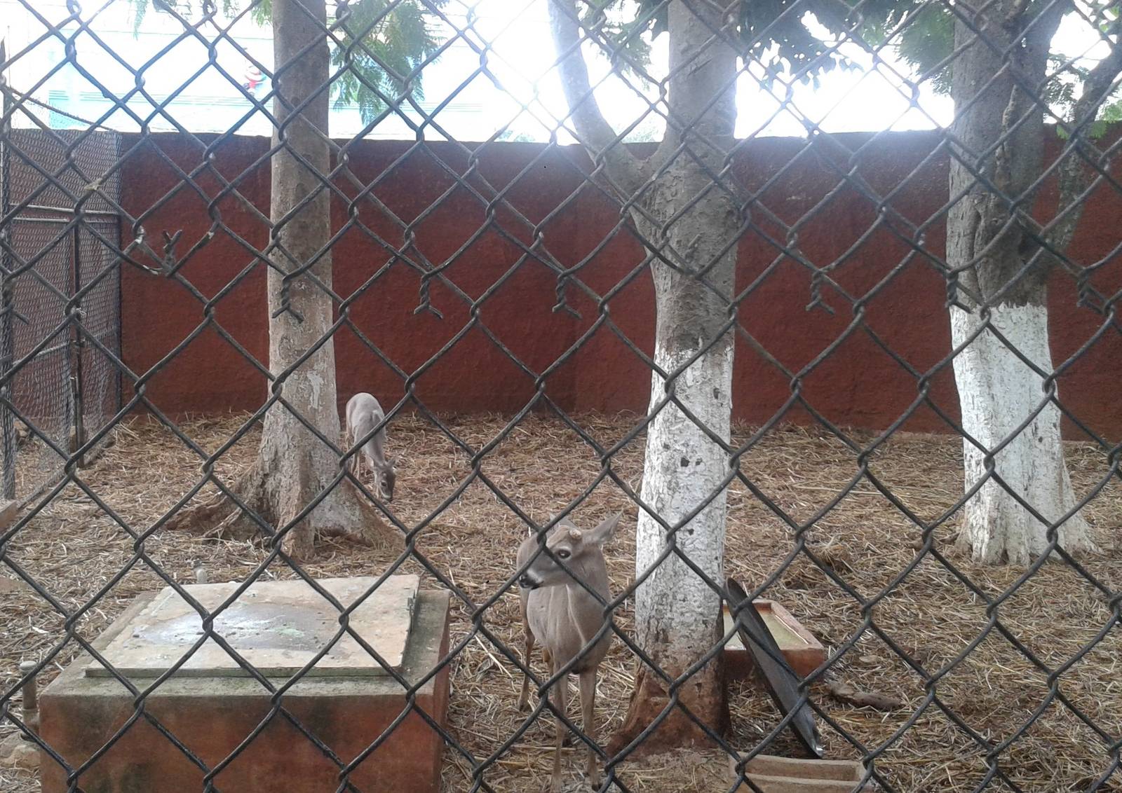 Enclosure Yucatan white-tailed deers