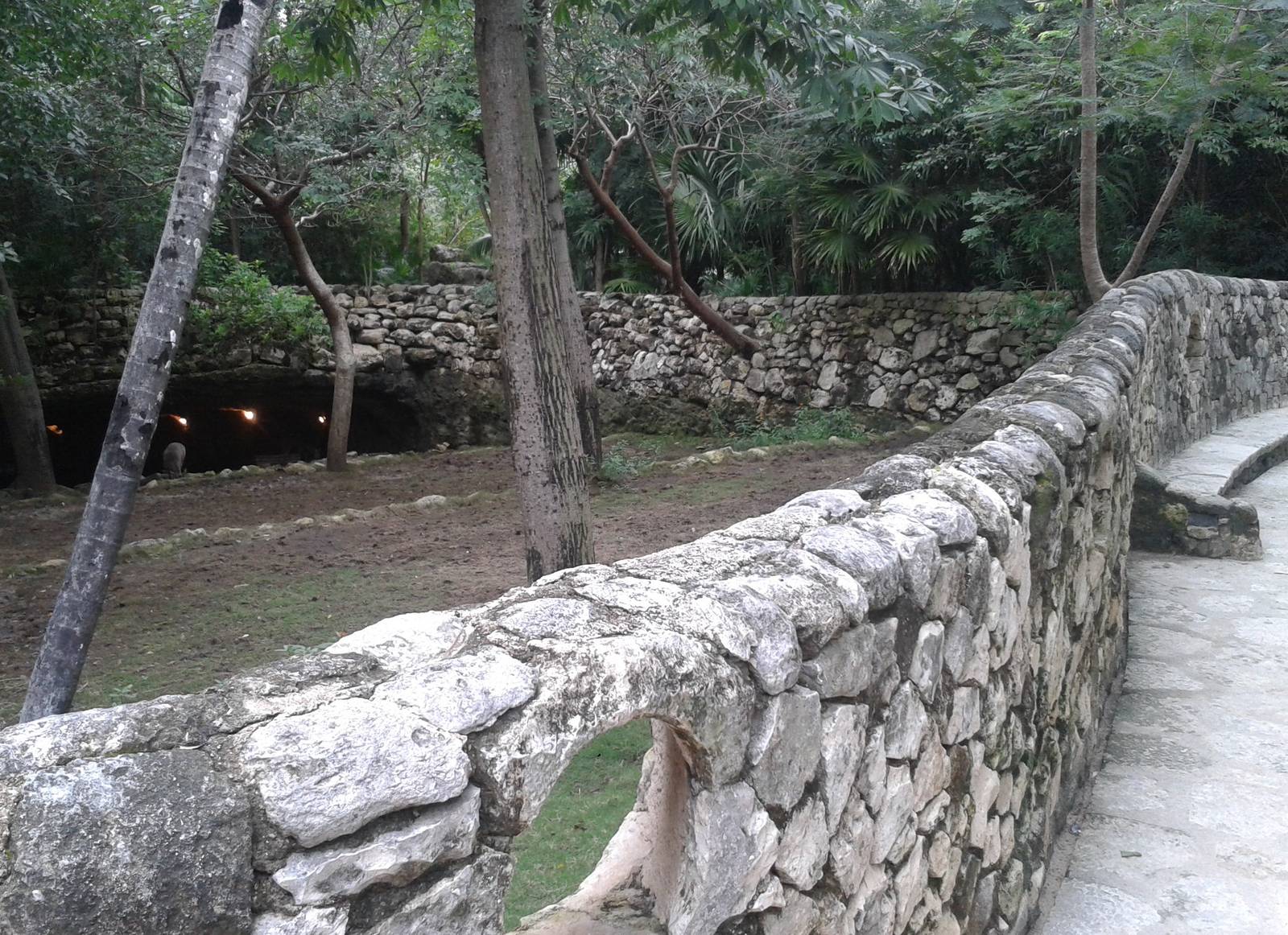 Enclosure Yucatan white-tailed deers