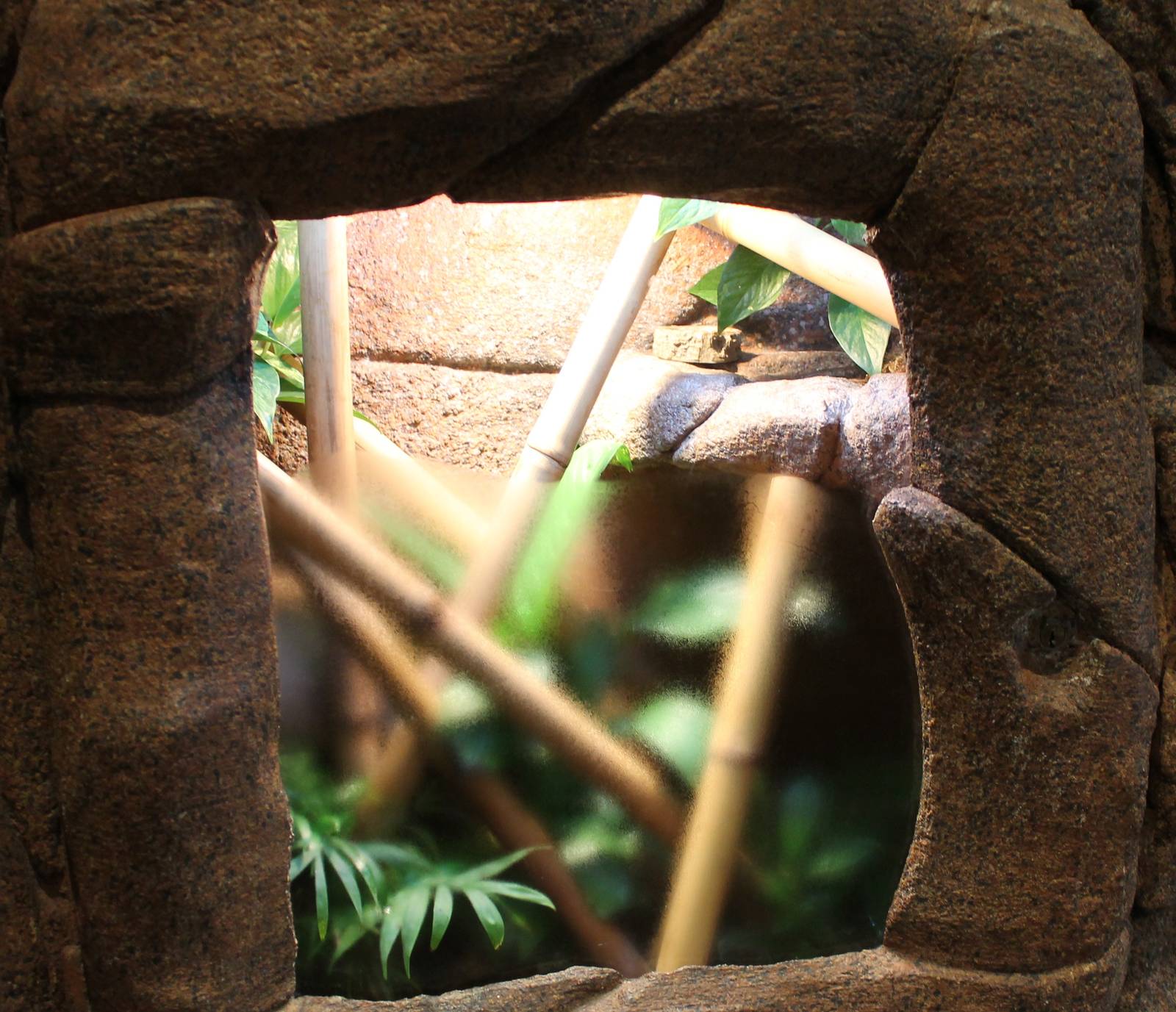Enclosure Zanzibar day gecko