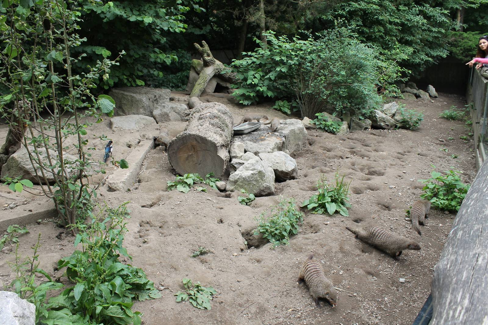 Enclosure Zebra mongoose