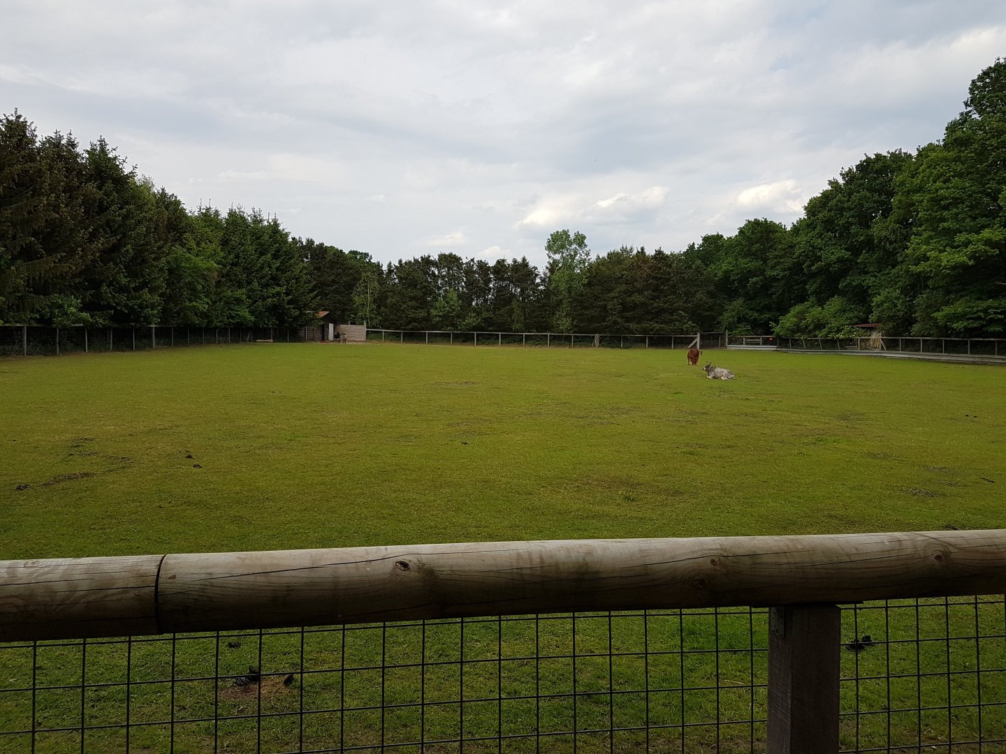 Enclosure Zebu