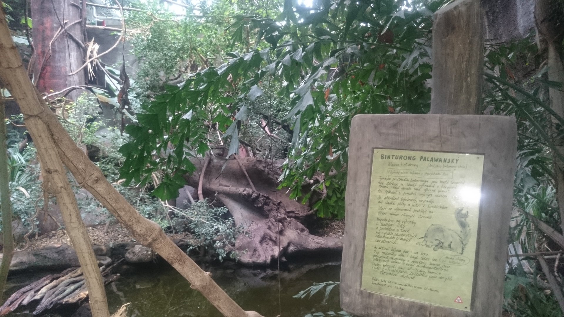 EnclosurePalawan binturong