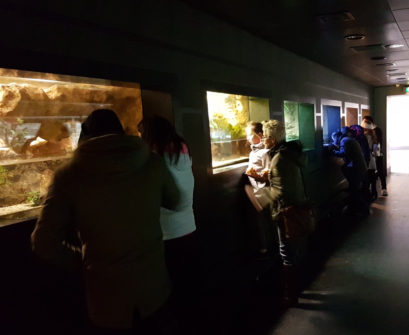 Enclosures amphibians