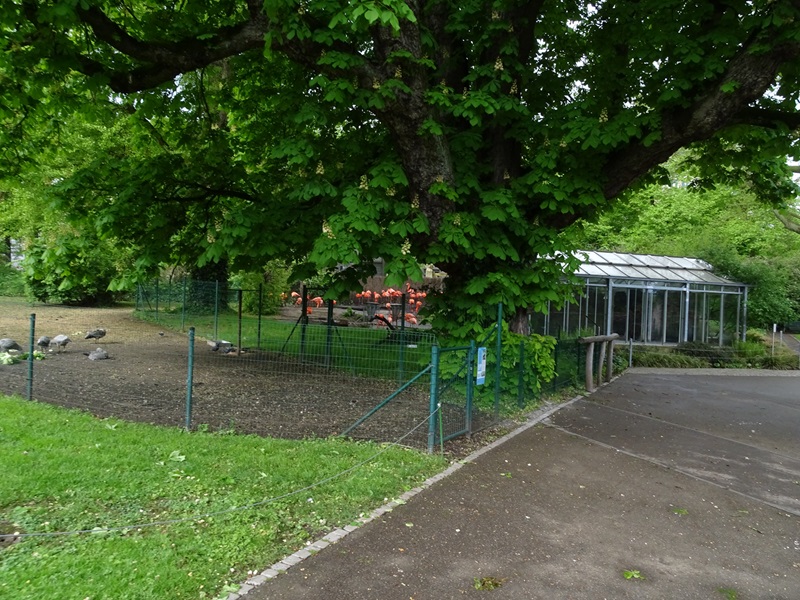 Enclosures for Cape Barren goose and Caribbean flamingo