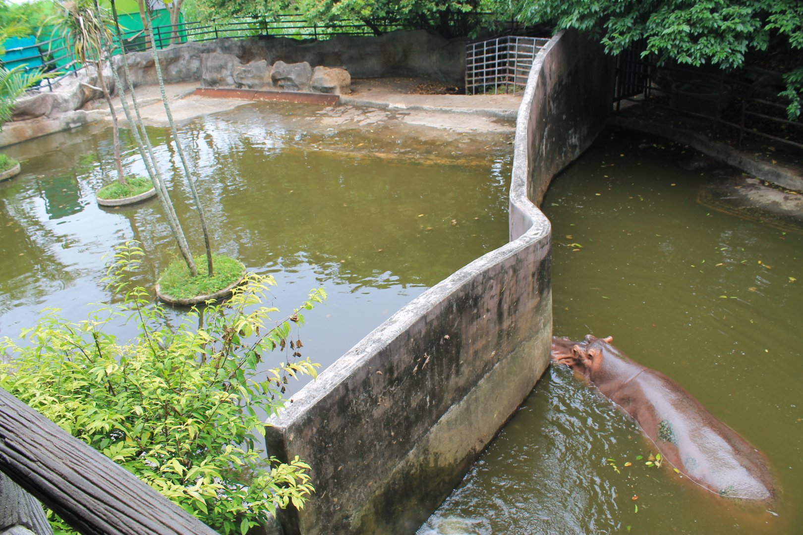 enclosures for Common Hippopotamus