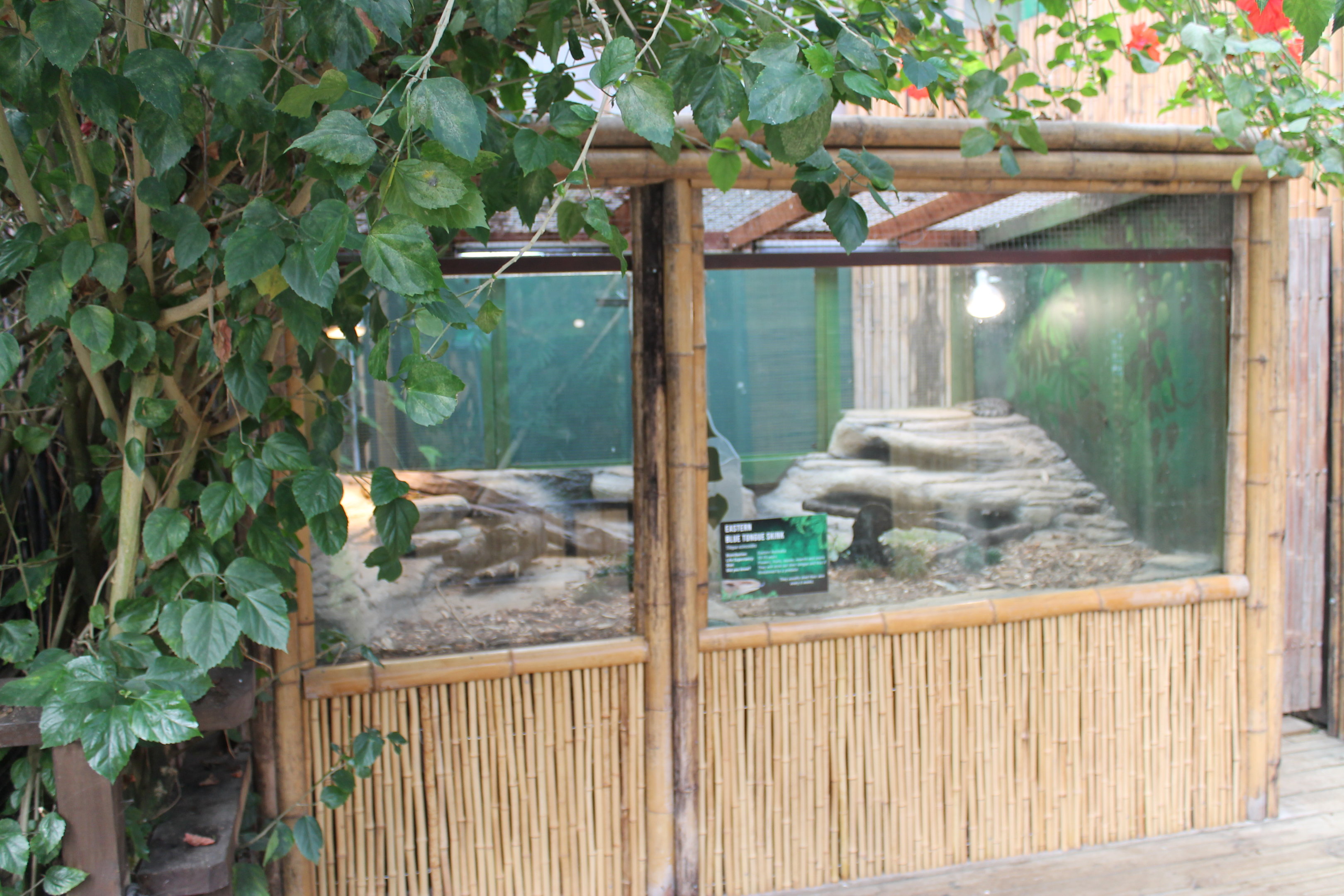 enclosures for Eastern Blue-tongue Skinks