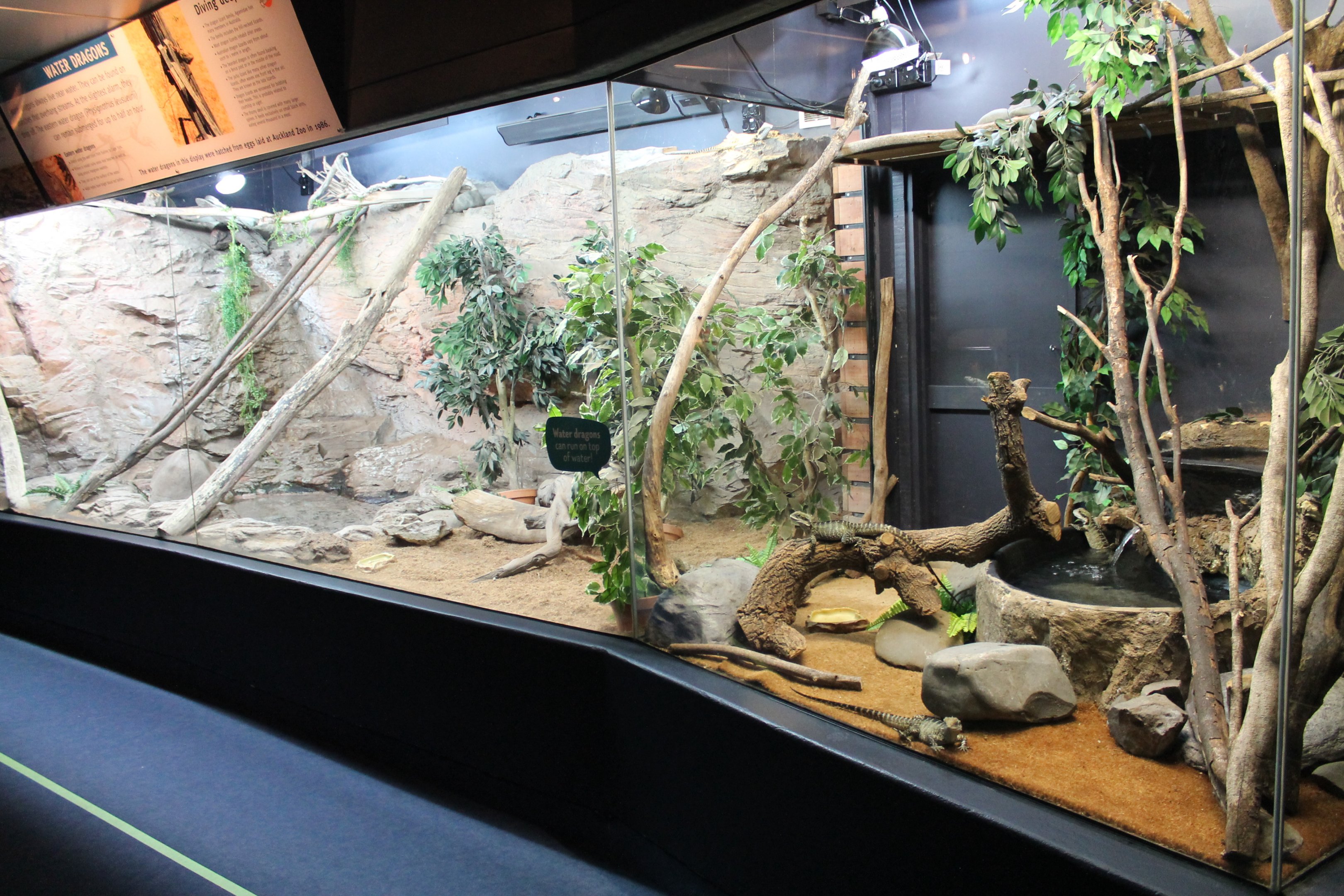 enclosures for Eastern Water Dragons (Intellagama lesueurii)