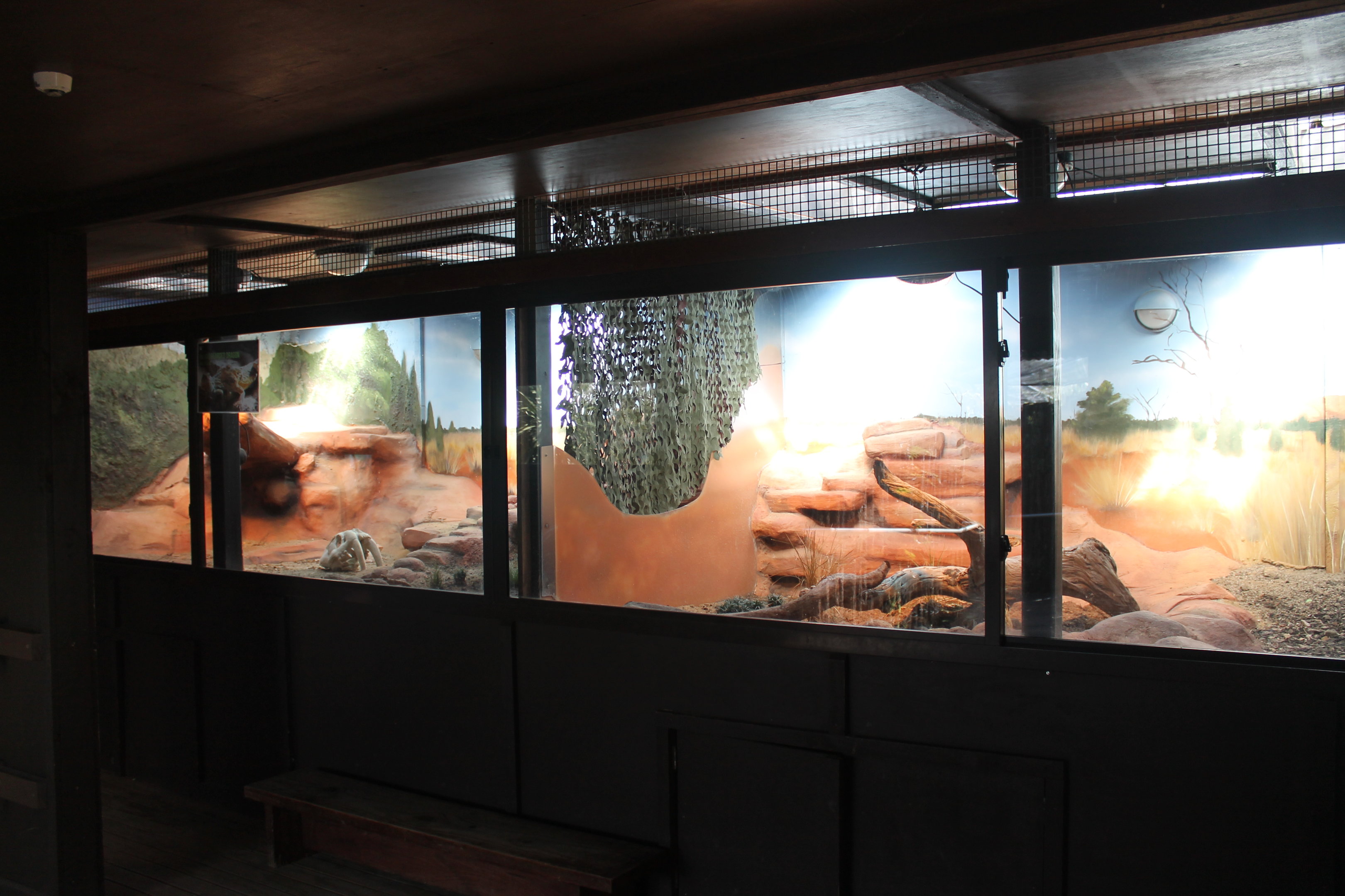 enclosures for Inland Bearded Dragons