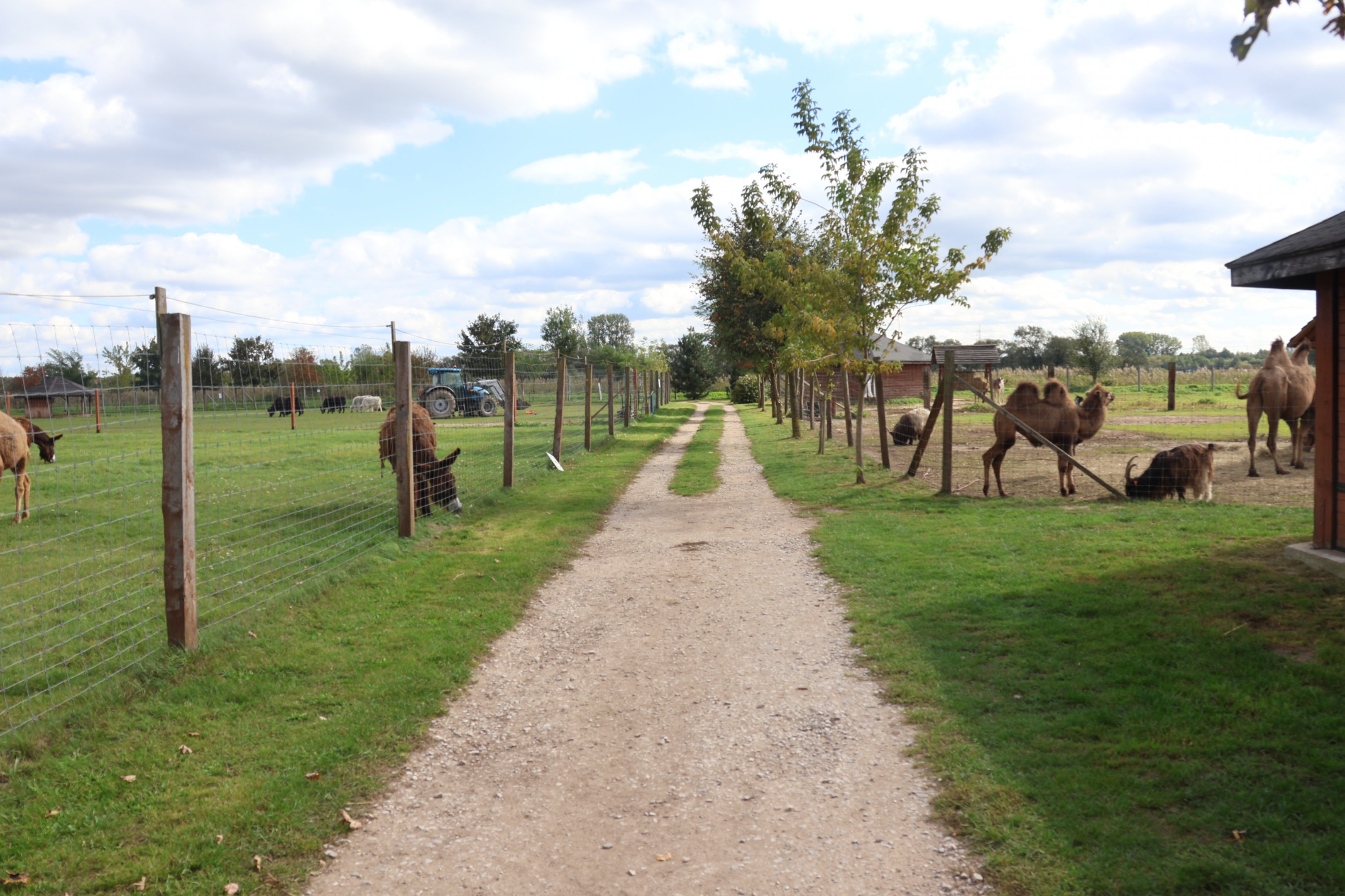 Enclosures for mainly domestic ungulates