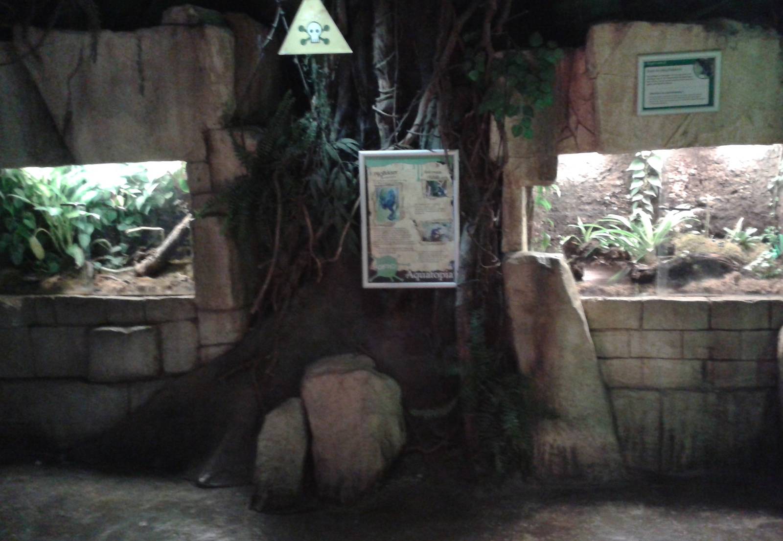 Enclosures for Poison arrow frogs