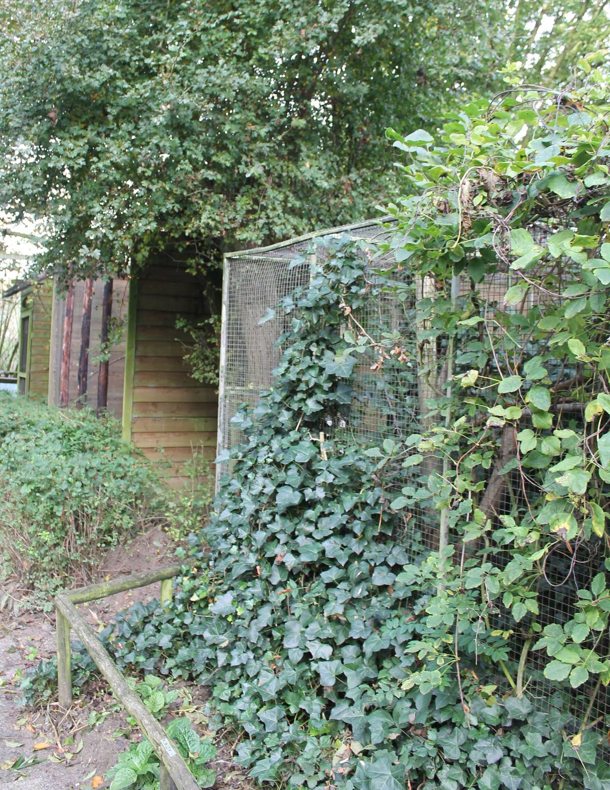 Enclosures for small monkeys and touraco