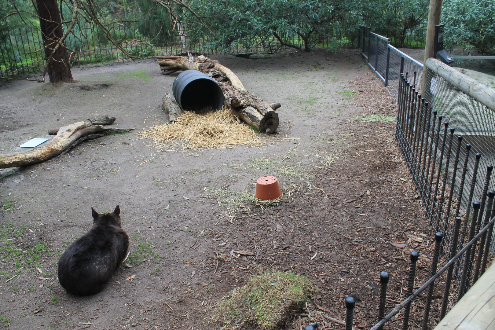enclosures for Southern Hairy-nosed Wombats