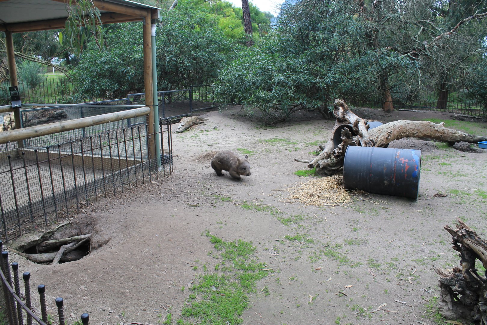 enclosures for Southern Hairy-nosed Wombats