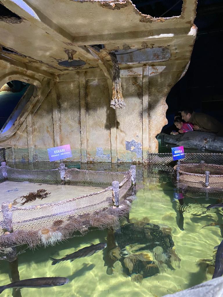 Enclosures for young sharks