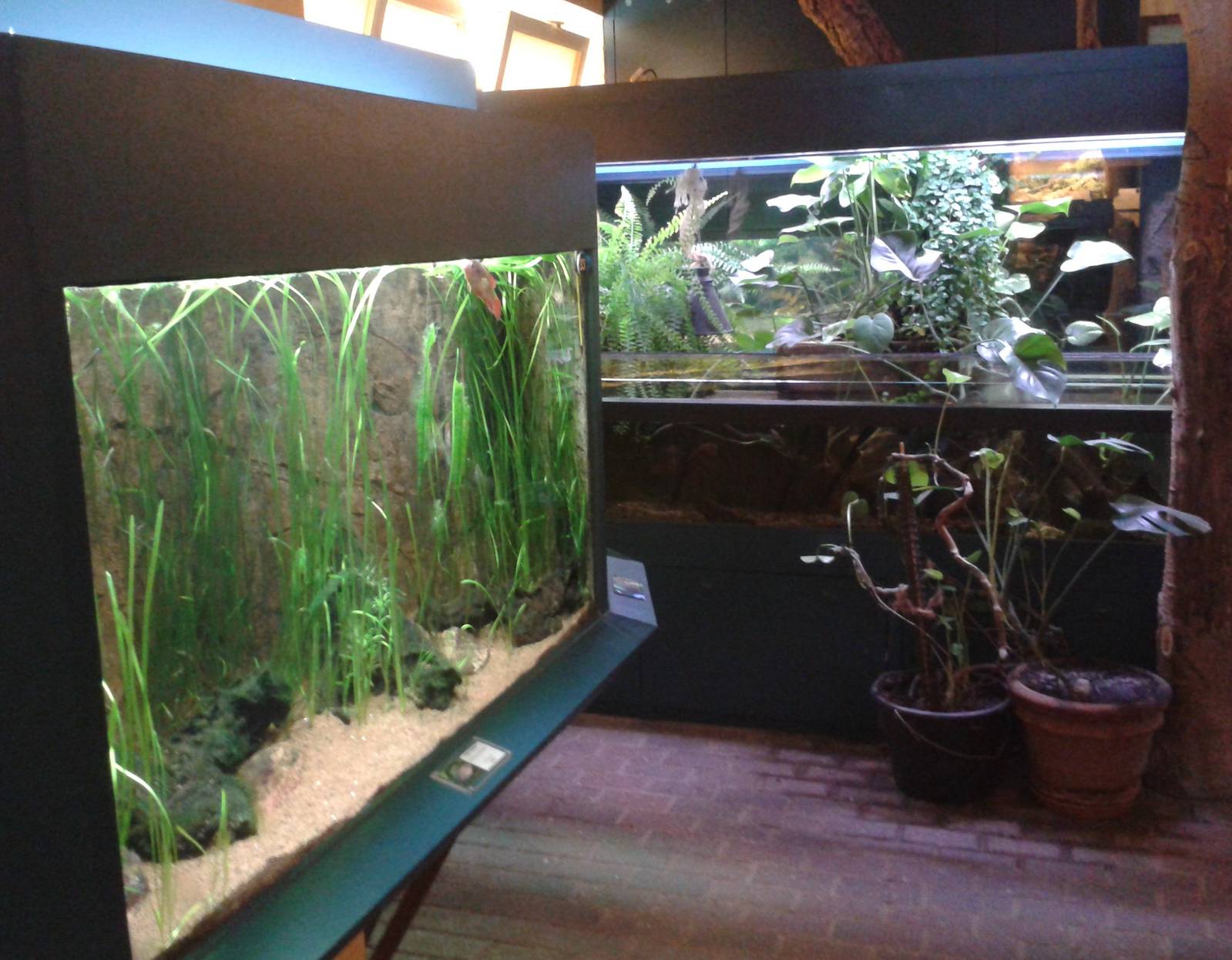 Enclosures in the Troparium