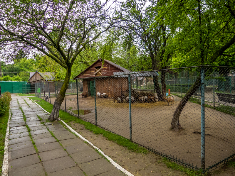 enclosures of pygmy goats