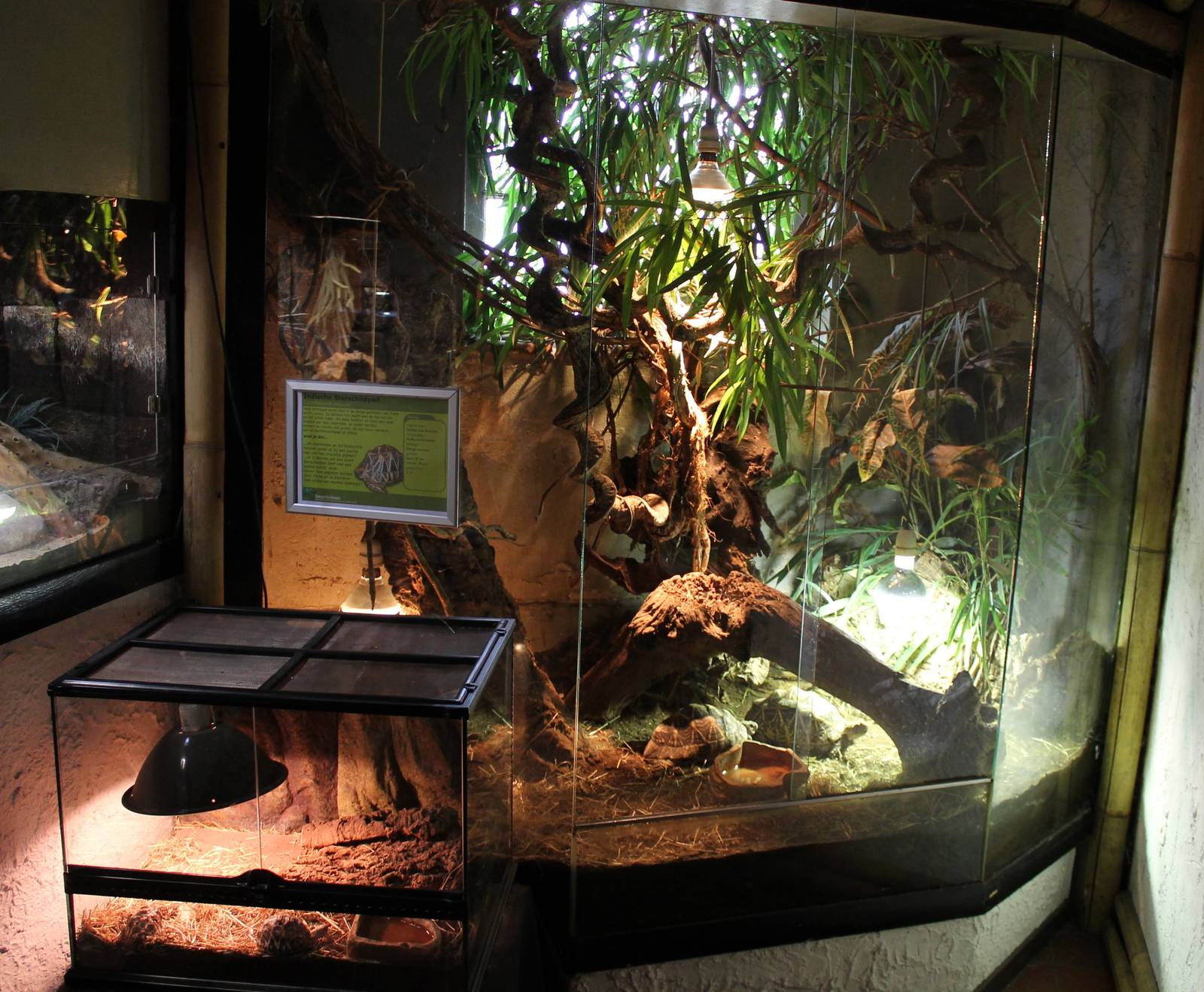 Enclosures Star tortoises