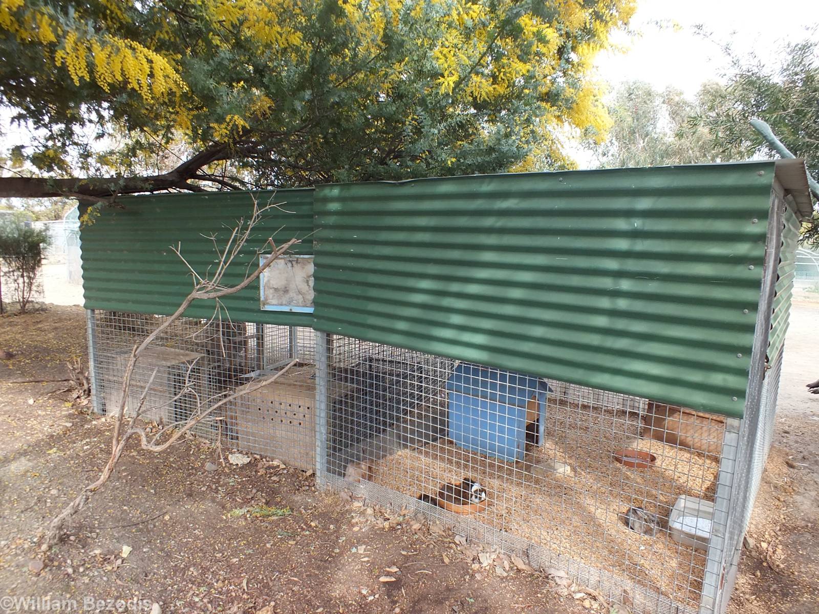 Enclosures with Rabbits and Guinea Pigs for Sale - Cohunu Koala Park